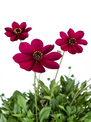 COSMOS Cherry Chocolate